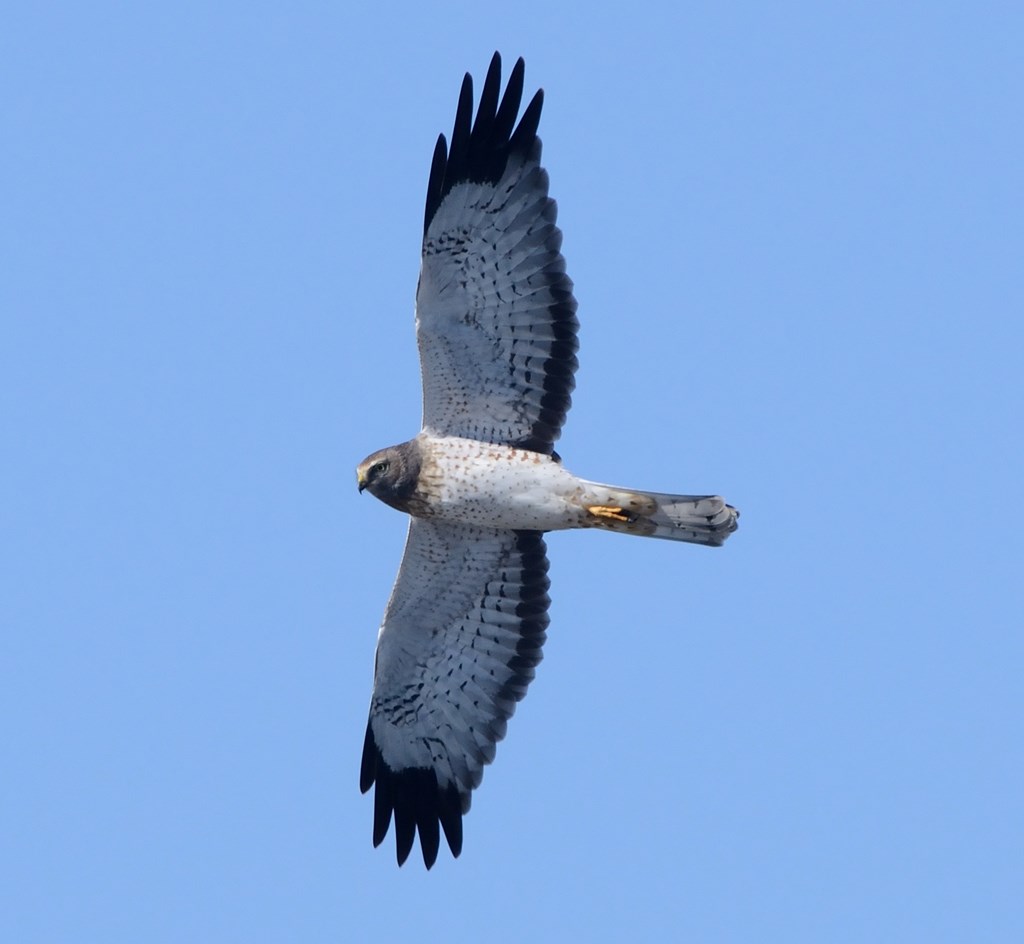 Male Northern Harrier in Flight