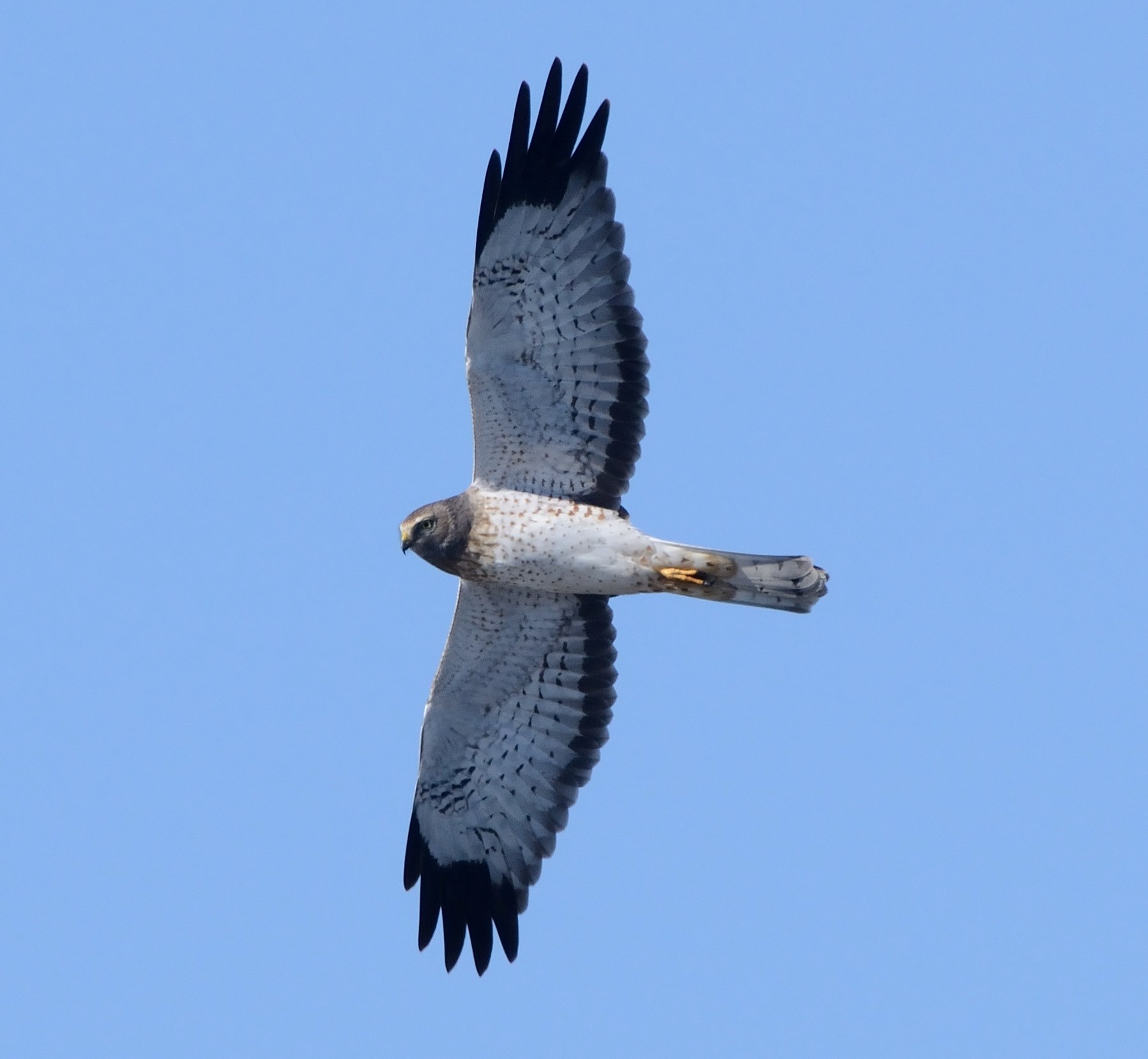 Northern harrier in flight from Hawk Mountain Sanctuary science news