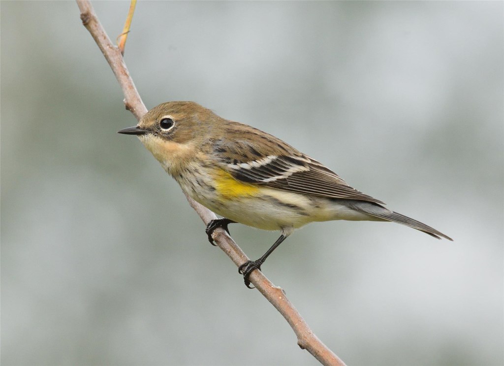 Yellow-rumped Warbler by Bill Moses