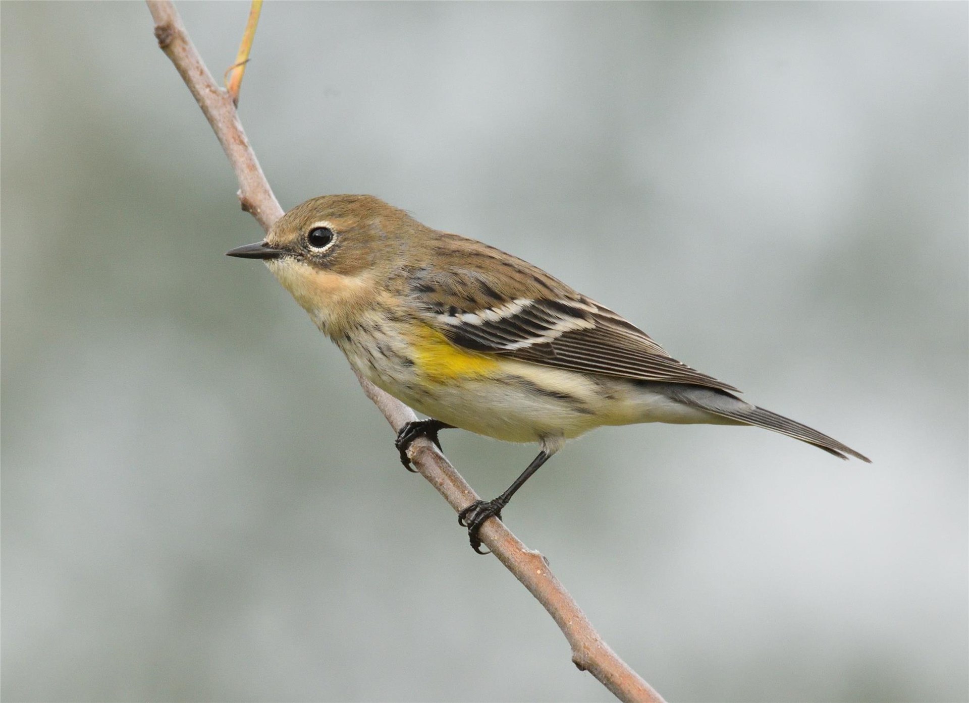 Yellow-rumped Warbler | Hawk Mountain Sanctuary: Learn Visit Join