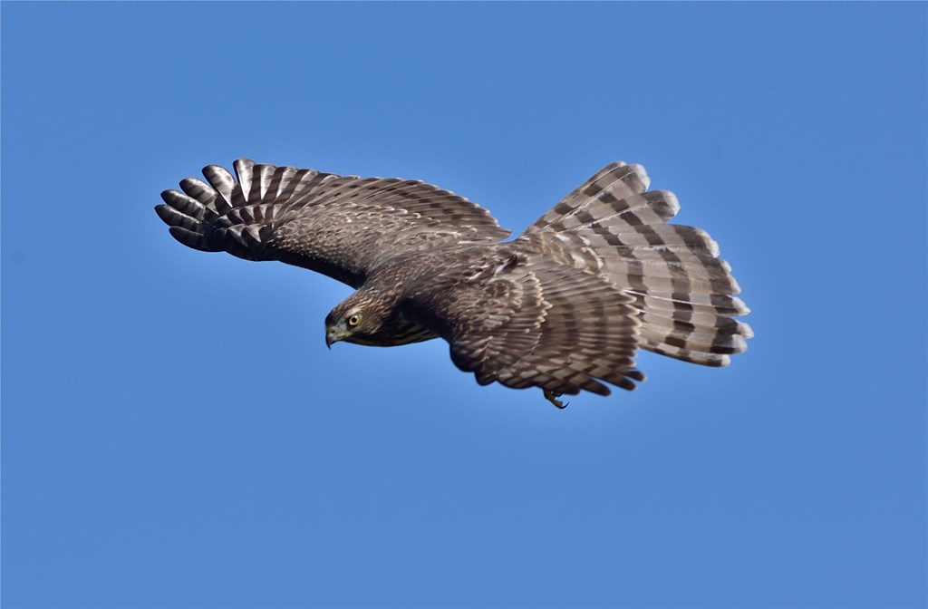 Cooper's Hawk in Flight Cooper's Hawk in Flight