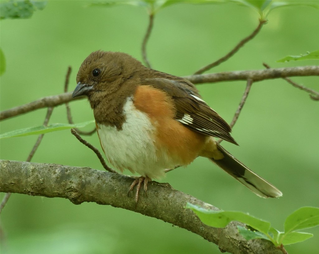 Eastern Towhee by Bill Moses