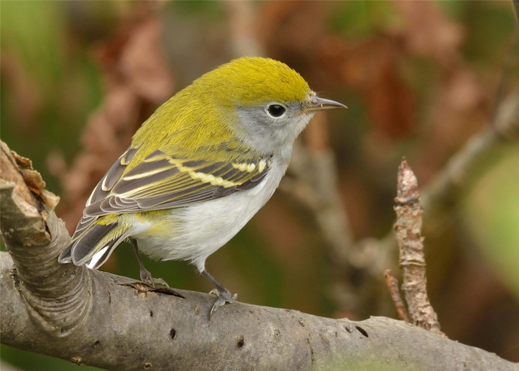 Chestnut-sided warbler perched on a branch.