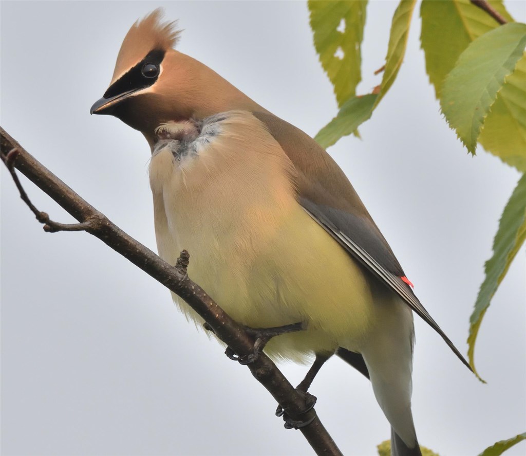 Cedar waxwing perched on tree branch