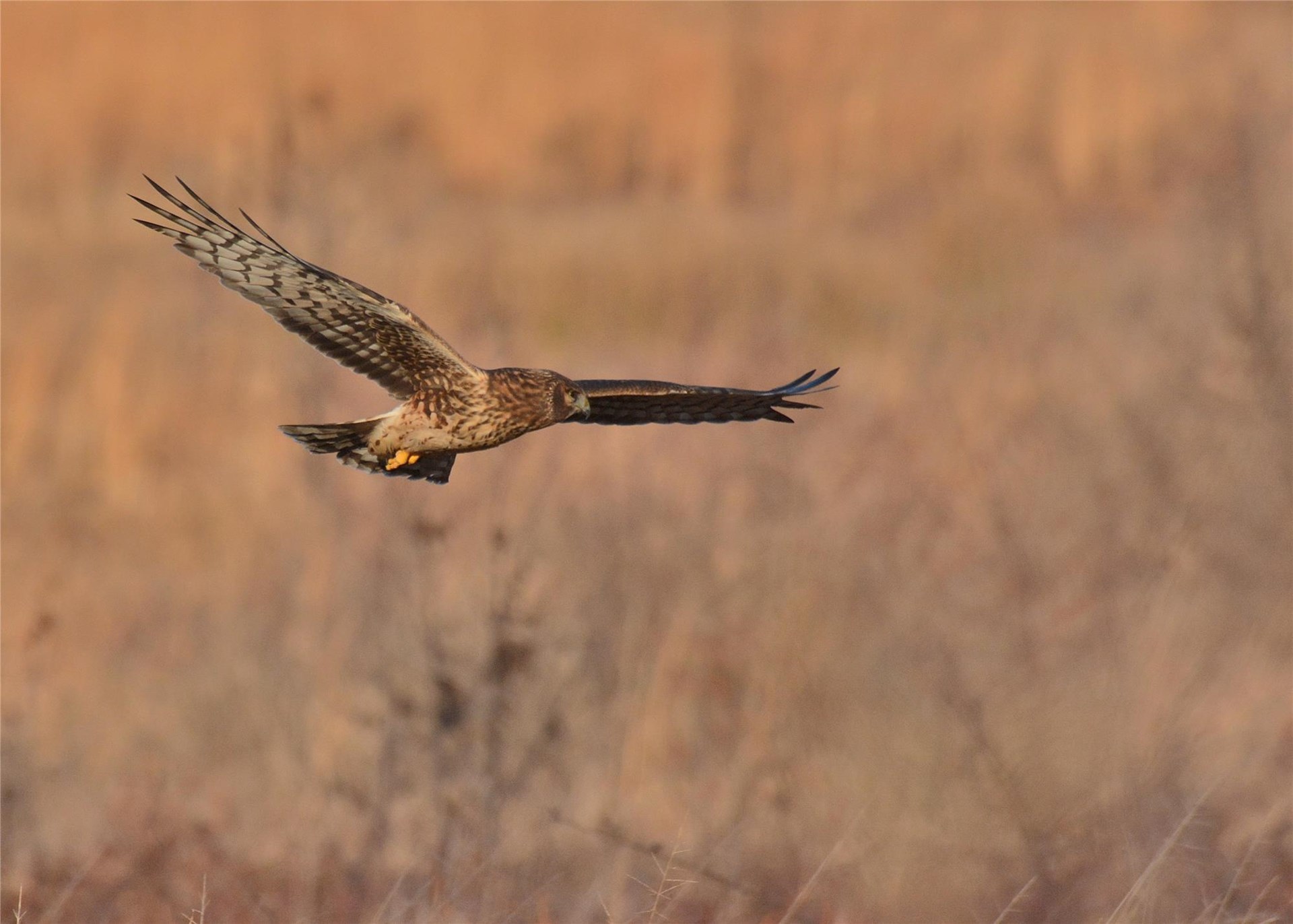 Farmland Raptors Webinar Farmland Raptors Webinar