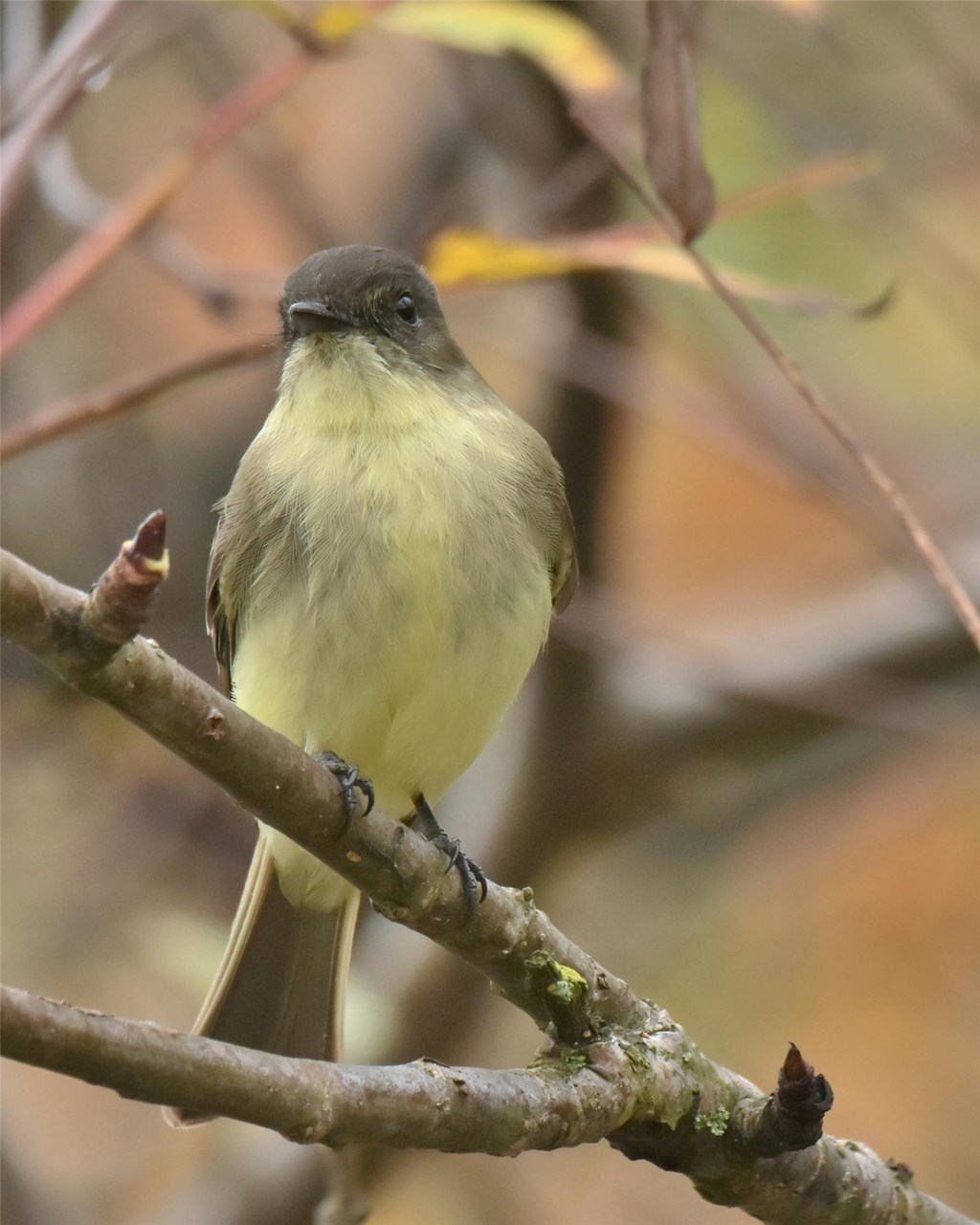 An Eastern Phoebe perched on a branch