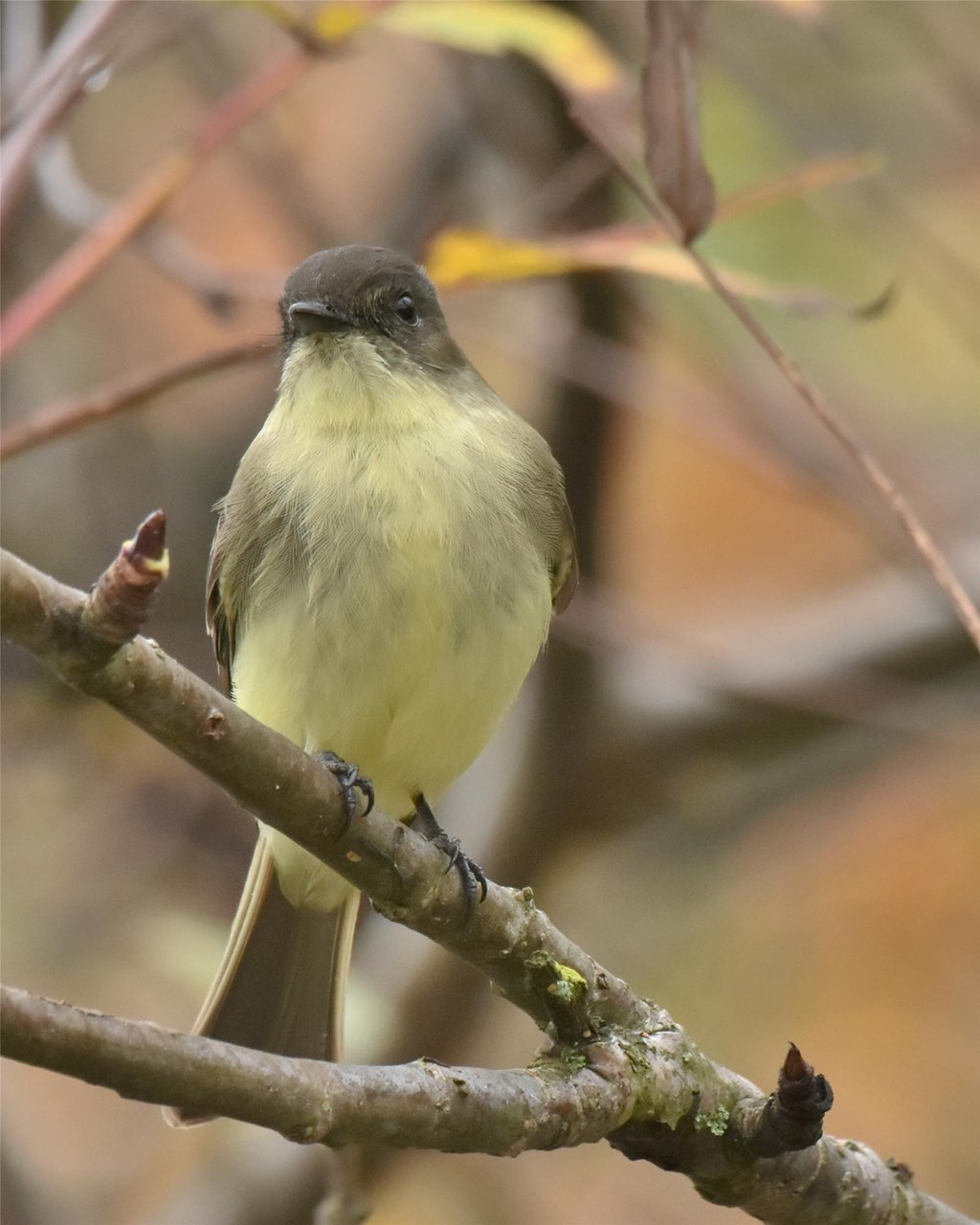 An Eastern Phoebe perched on a branch An Eastern Phoebe perched on a branch