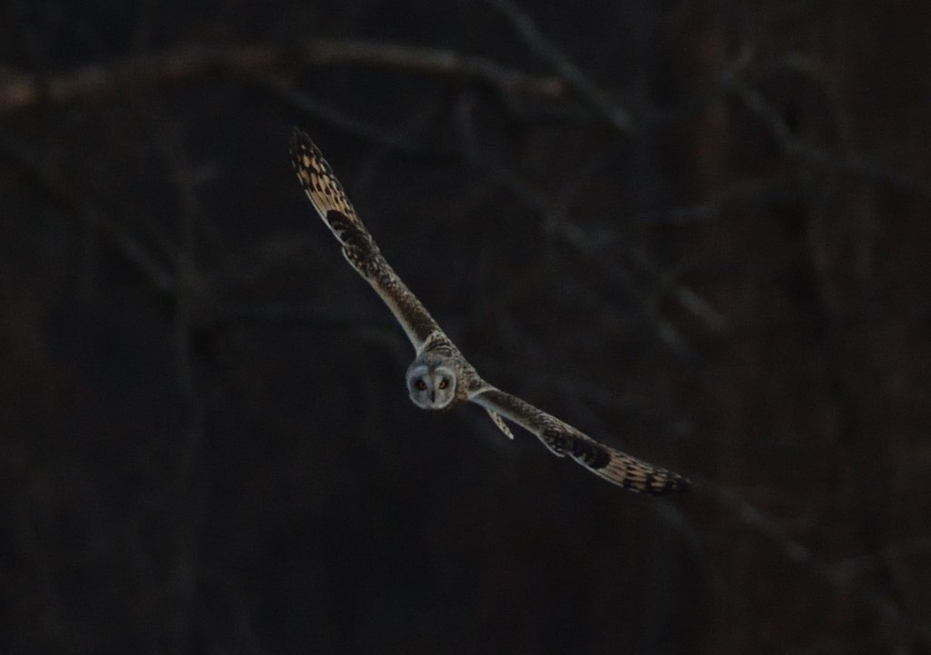 short-eared owl flying at night