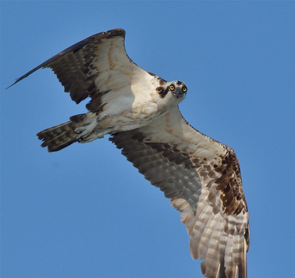 Osprey in Flight Osprey in Flight