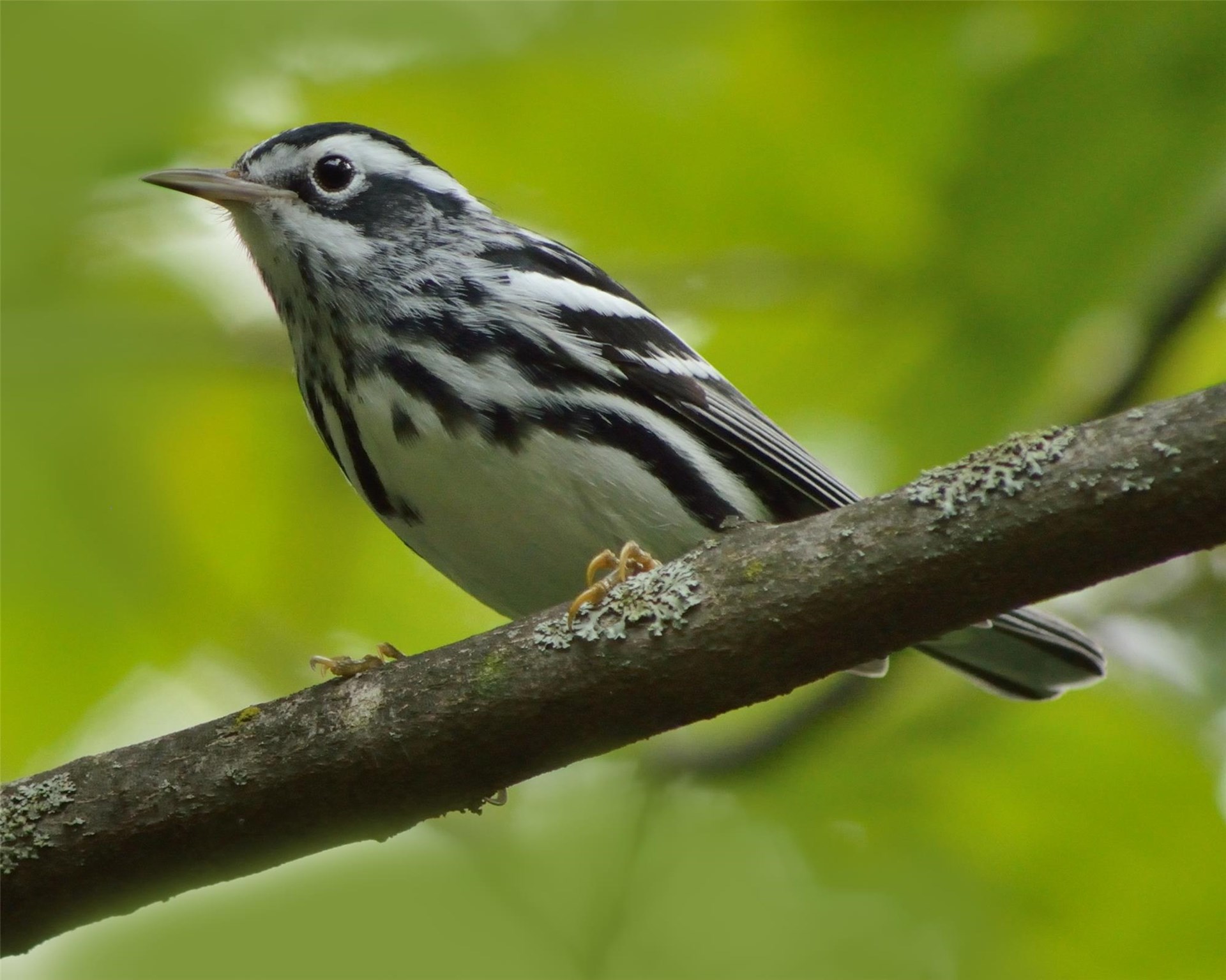 Warbler Walk at Pine Swamp