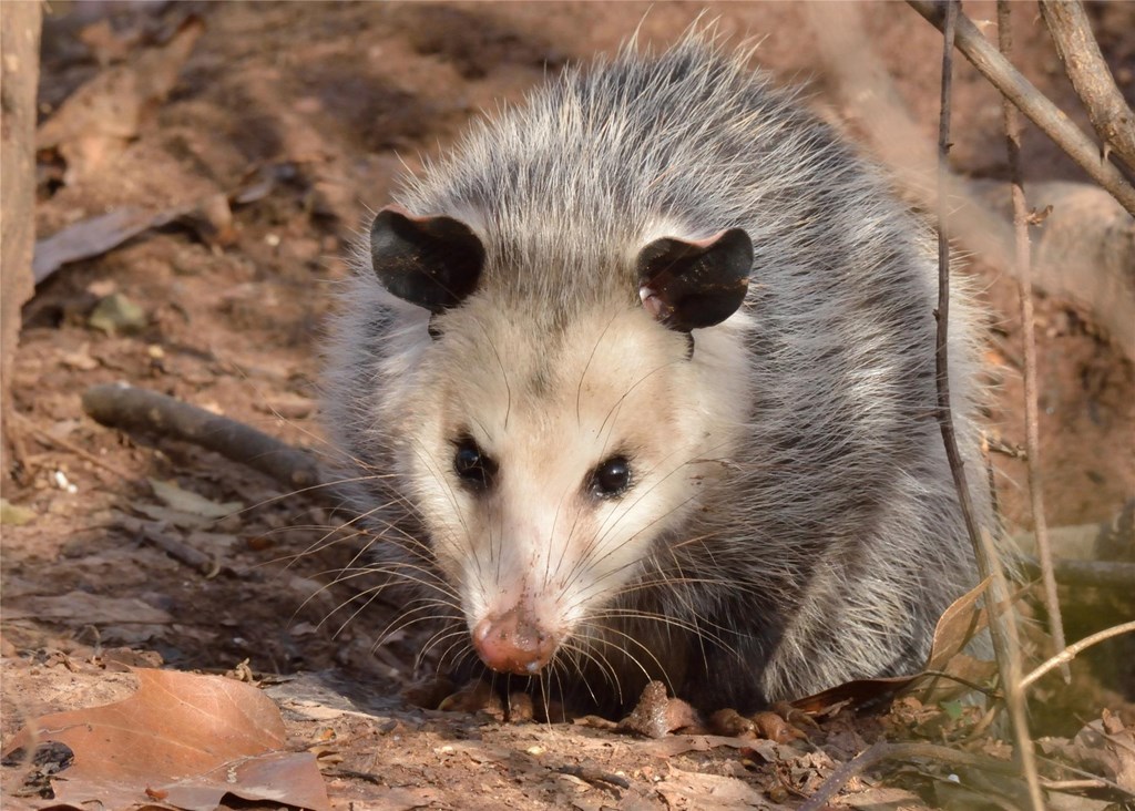 Virginia Opossum by Bill Moses