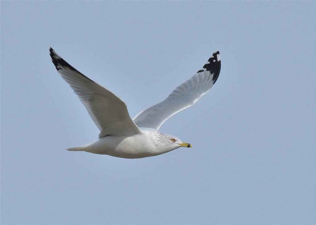 Ring-billed gull by Bill Moses