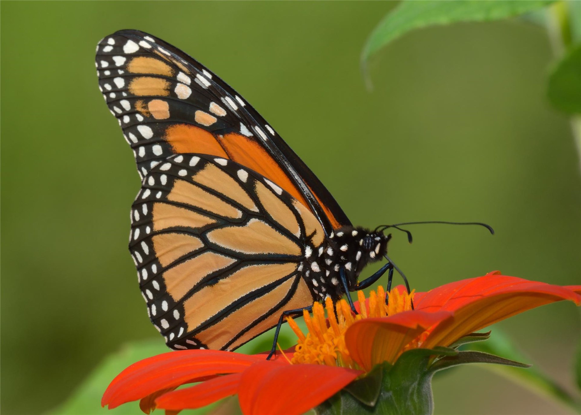 Monarch Day