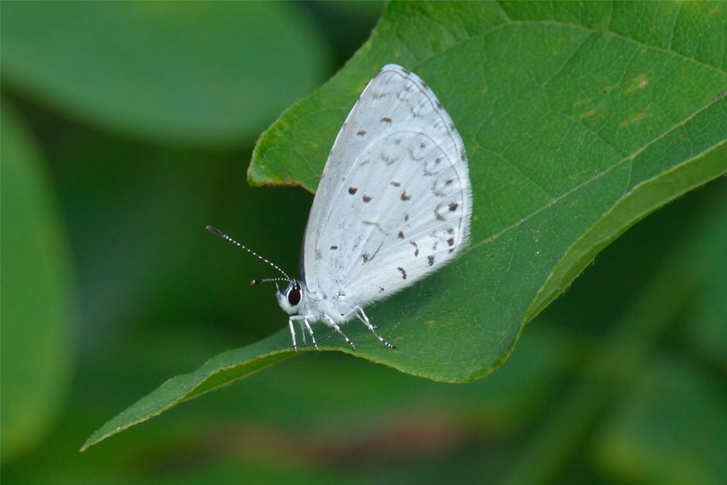 Spring Azure Butterfly