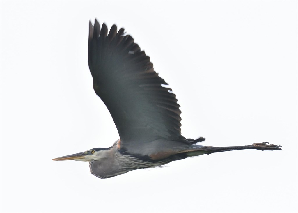 Great Blue Heron In Flight