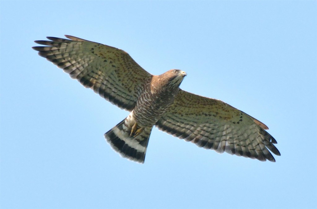 Broad-winged Hawk in Flight