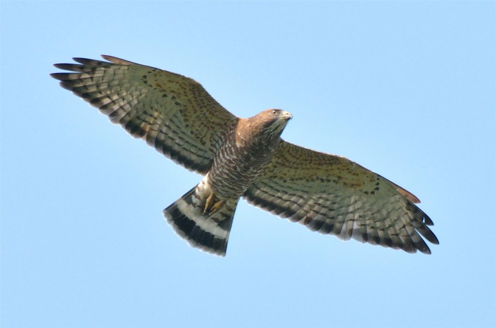 Broad-winged Hawk in Flight Broad-winged Hawk in Flight
