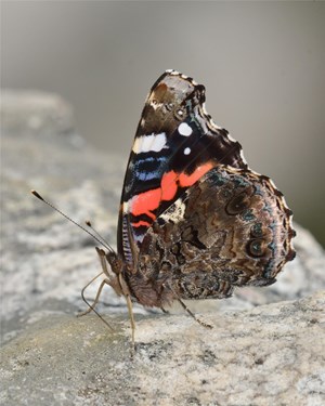 Butterfly Bonanza Butterfly Bonanza