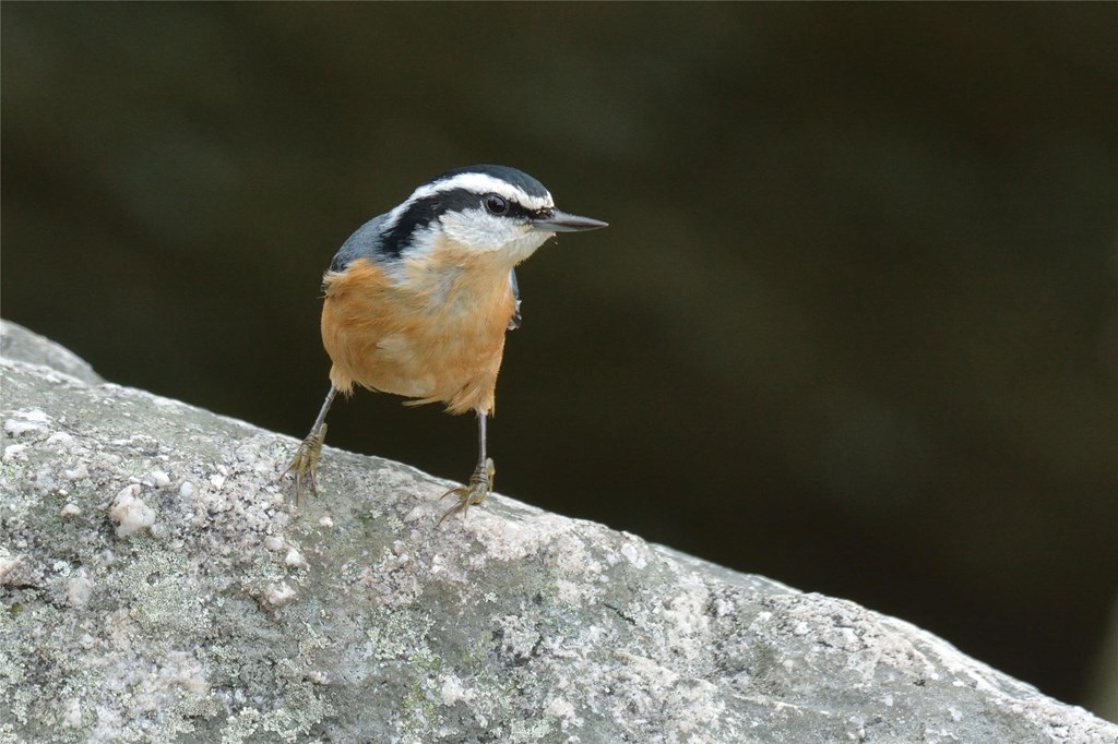 Red-breasted nuthatch perched face-forward on a boulder. 