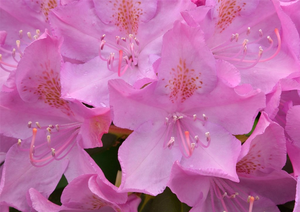 Rhododendron Blossoms by Bill Moses