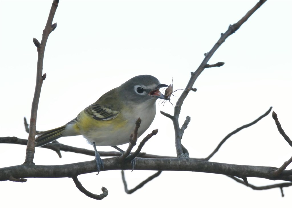 A blue-headed vireo eating a stink bug on a tree branch.