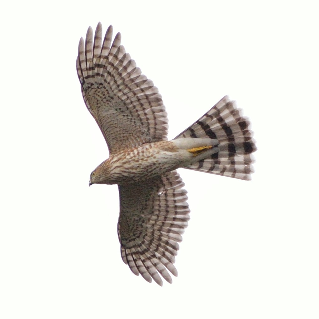 Sharp-shinned Hawk in Flight