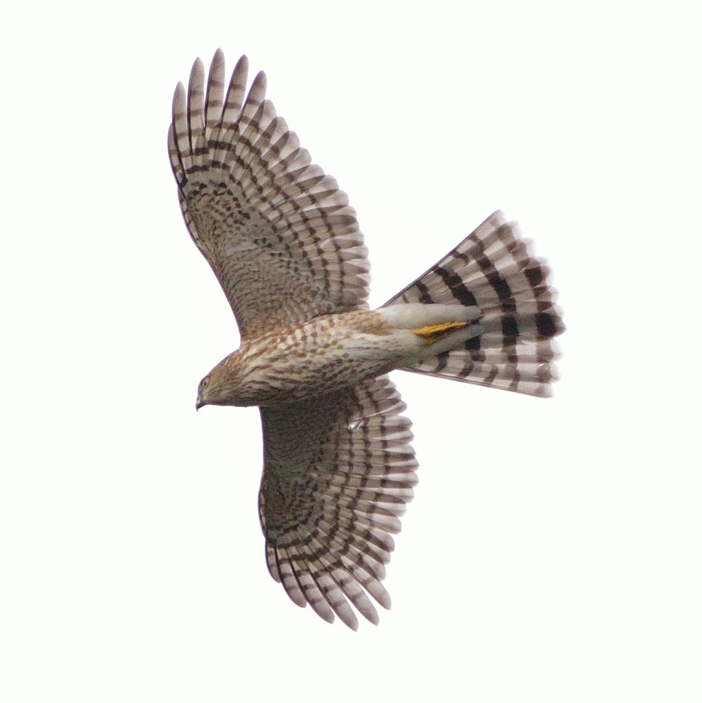 Sharp-shinned Hawk in Flight Sharp-shinned Hawk in Flight