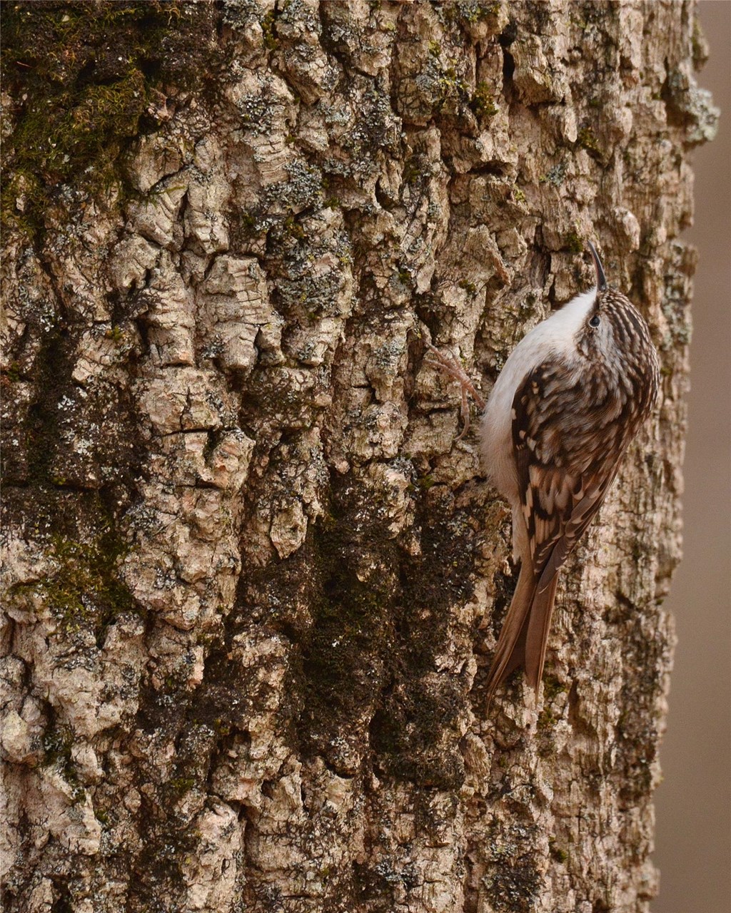 Brown Creeper by Bill Moses