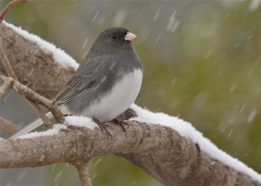 Dark-eyed Junco perched on a tree branch as snow falls. Dark-eyed Junco perched on a tree branch as snow falls.