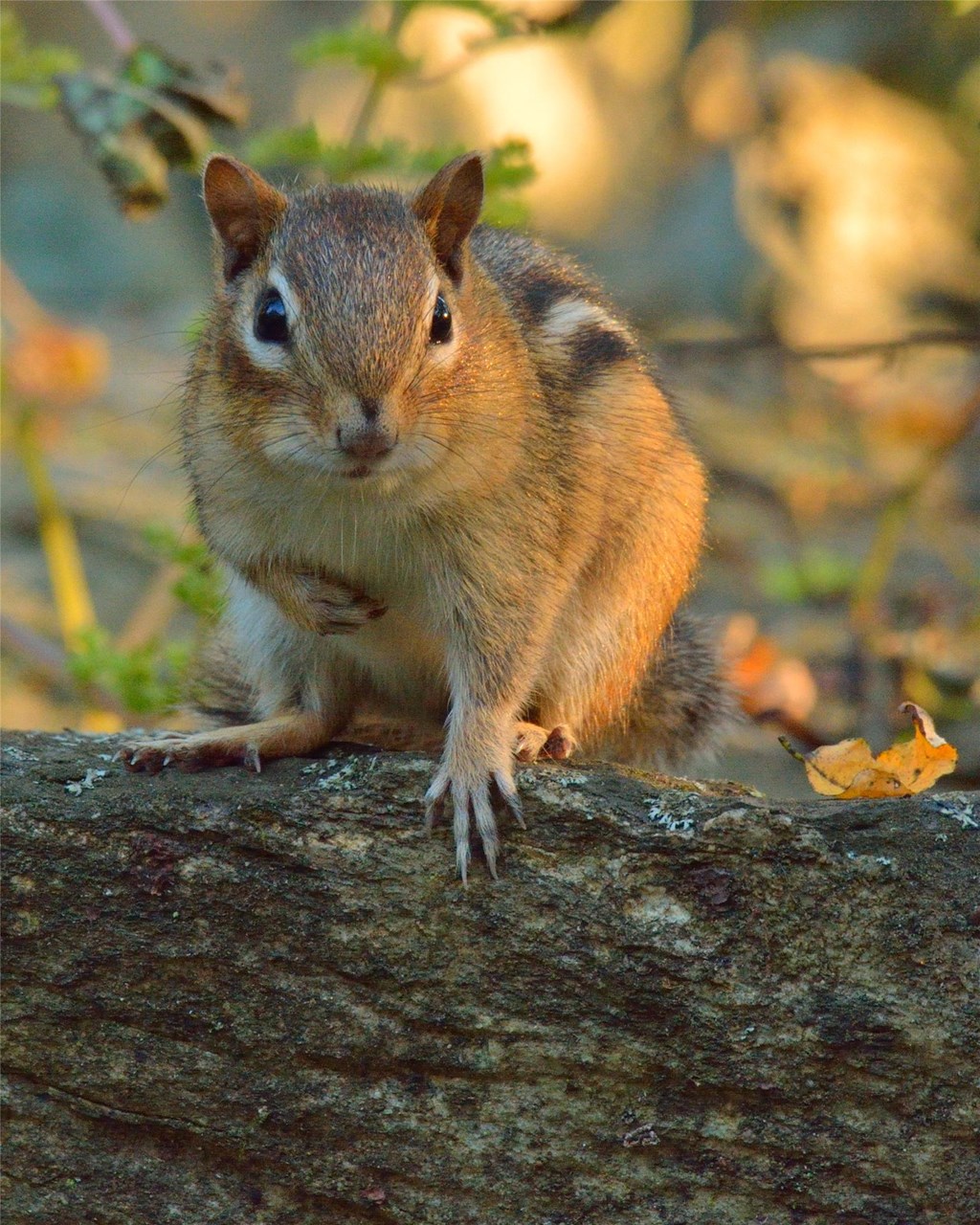 Chipmunk perched on a branch by the Visitor Center