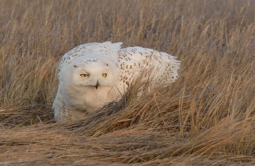 Snowy owl in PA field