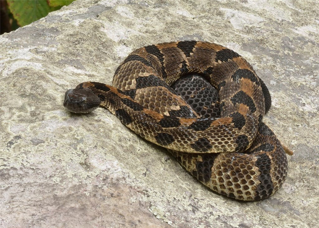 Timber Rattlesnake Timber Rattlesnake