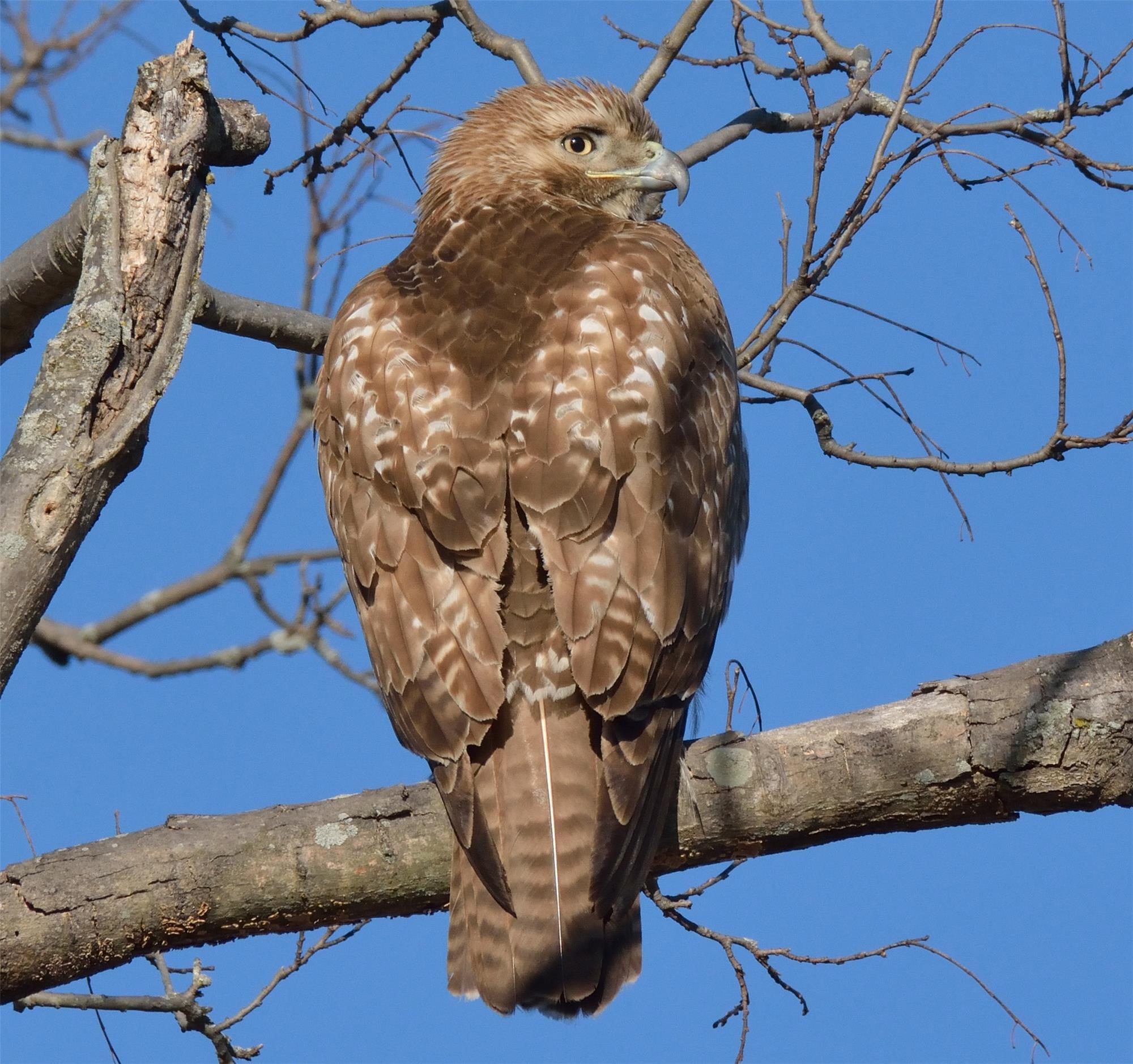 Hawk Identification Chart