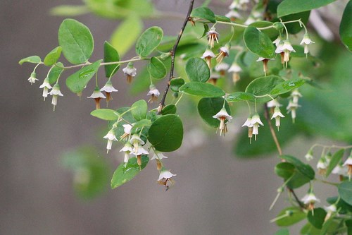 Deerberry in bloom