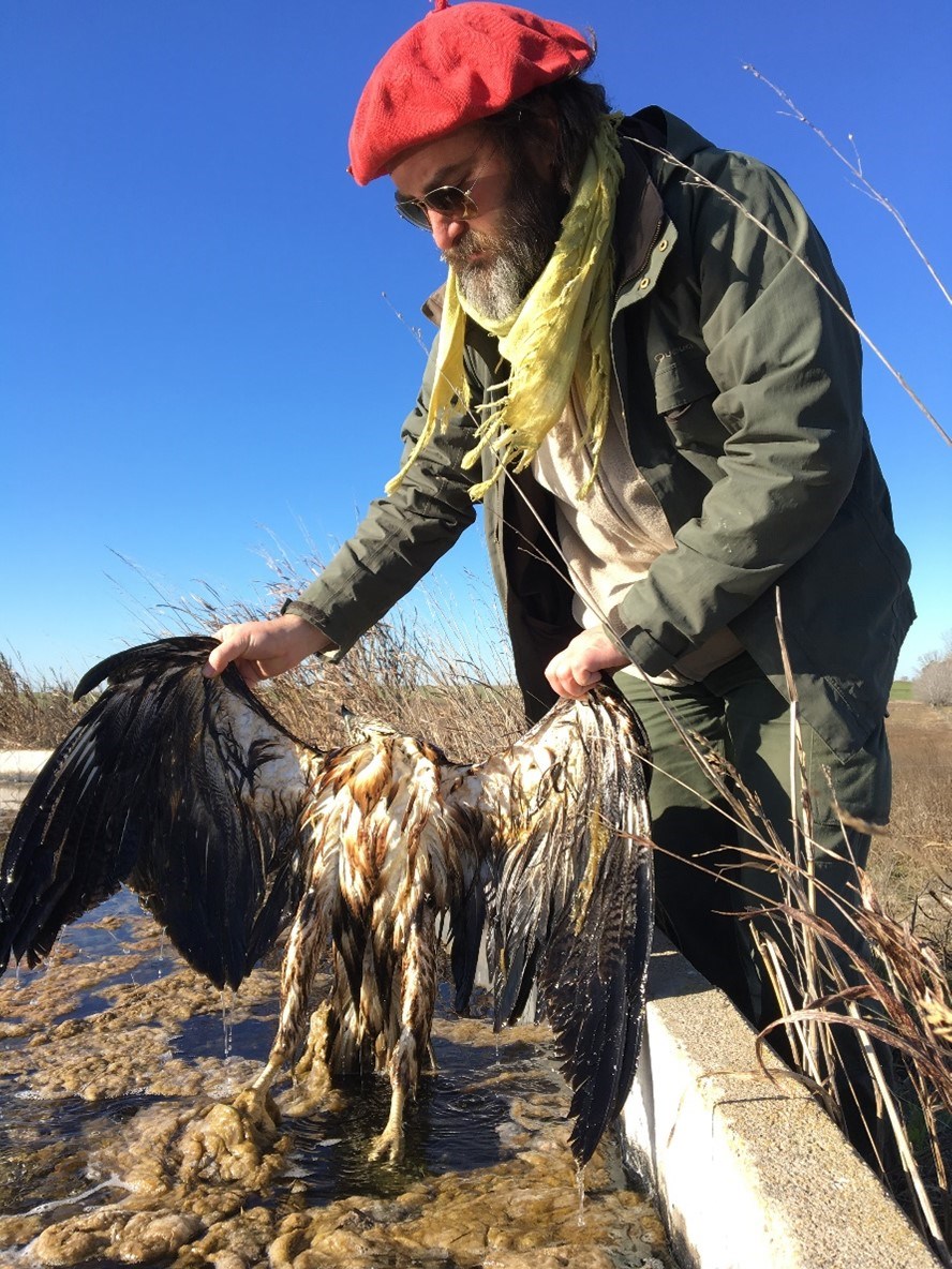 Dr. José Sarasola taking out a dead Chaco Eagle fledgling which drowned in a water reservoir. 