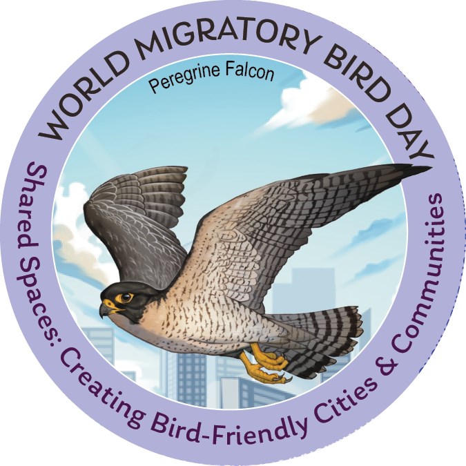World Migratory Bird Day 2025 with Peregrine Falcon World Migratory Bird Day 2025 with Peregrine Falcon