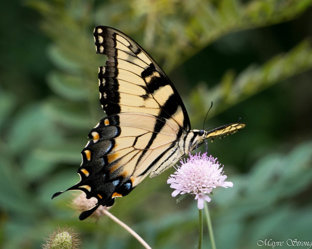 Eastern Tiger Swallowtail perched upon a flower Eastern Tiger Swallowtail perched upon a flower