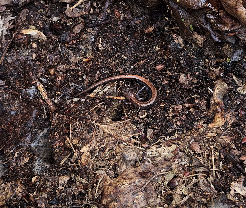 An Eastern Red-backed Salamander On the Forest Floor