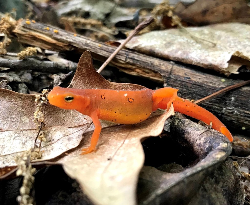 Red Eft in Leaf Litter