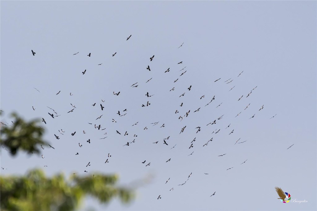 Raptor migration in costa rica