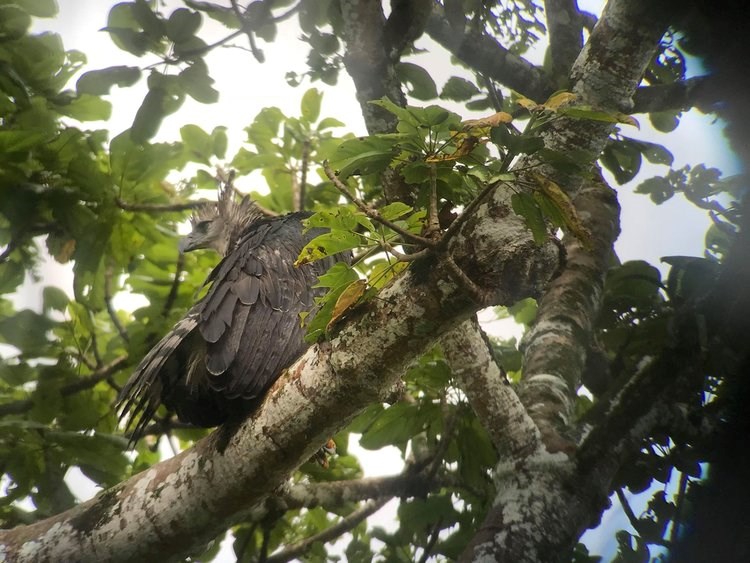 A female harpy eagle preening its feathers in a tree. Harpy Eagle Preening