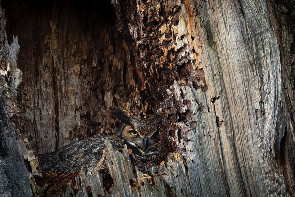 Great-horned Owl Sitting on Eggs in Tree Cavity Nest