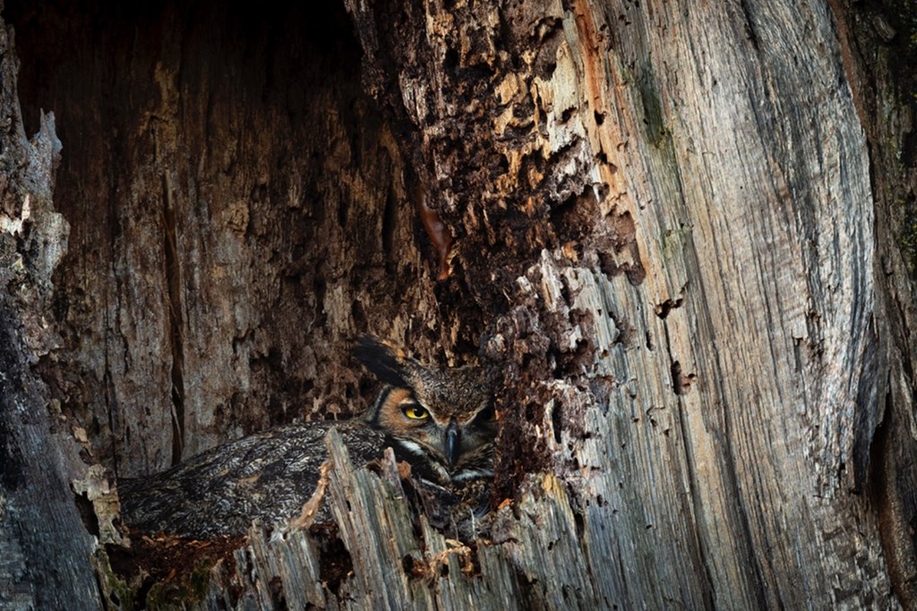 Great-horned Owl Sitting on Eggs in Tree Cavity Nest Great-horned Owl Sitting on Eggs in Tree Cavity Nest
