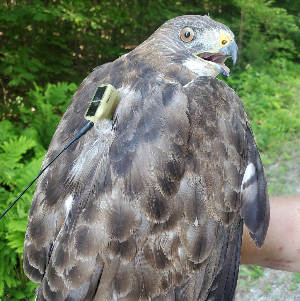 Firoke, adult male broad-winged hawk nesting in CT Firoke, adult male broad-winged hawk nesting in CT