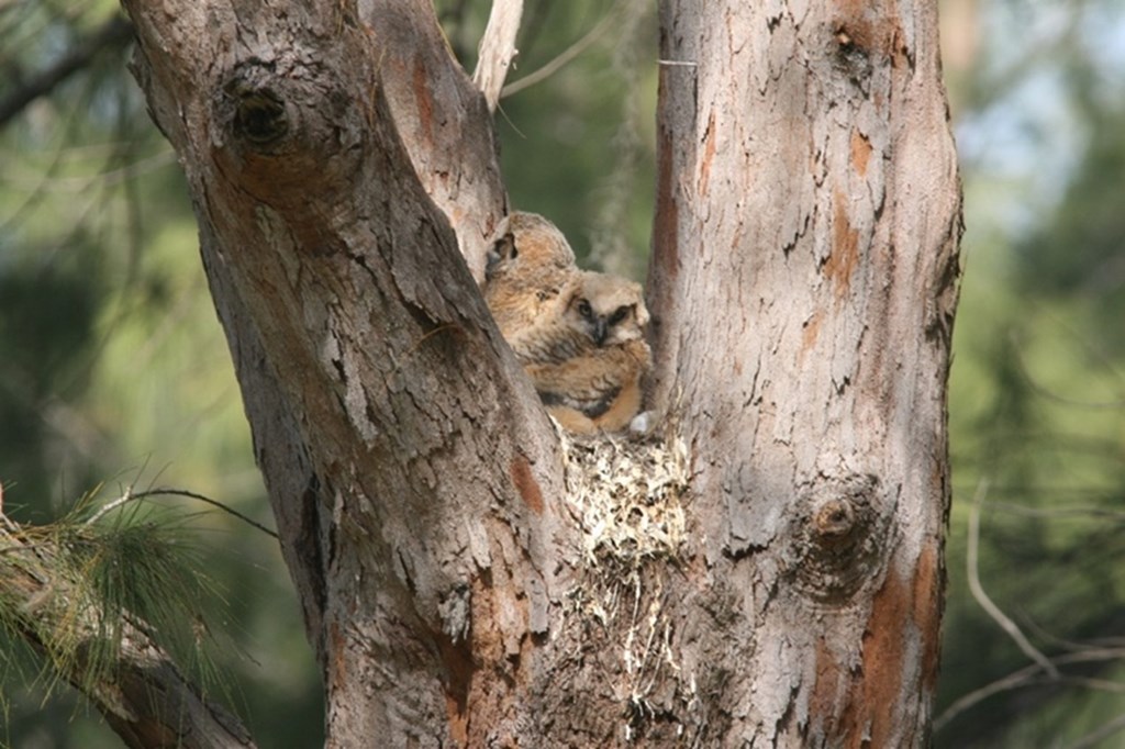 Great-horned Owl Fledglings in Nest