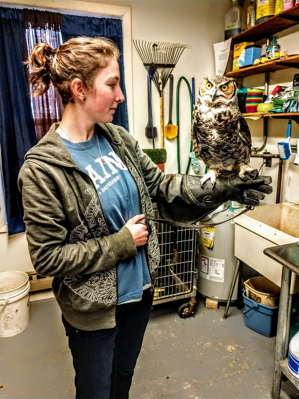 Education Trainee Diana practices with the Great-horned Owl Education Bird