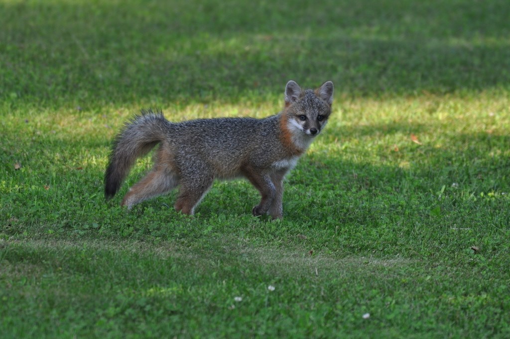 A Gray Fox walking on the grass