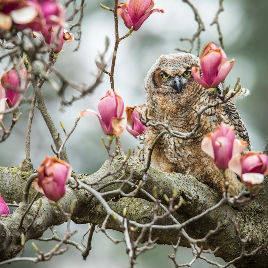 Great-horned Owl in a Magnolia Tree