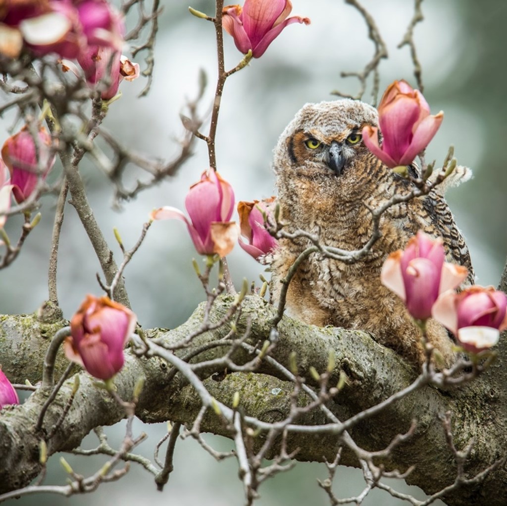 Great-horned Owl in a Magnolia Tree Great-horned Owl in a Magnolia Tree