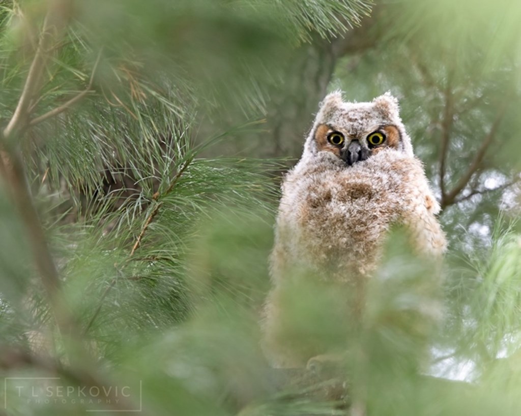 Great-horned Owl Fledgling Great-horned Owl Fledgling